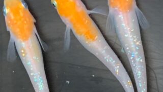 紅白ラメ ♂1♀2